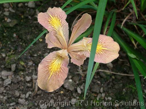 Iris Pacific Coast Hybrid_01 